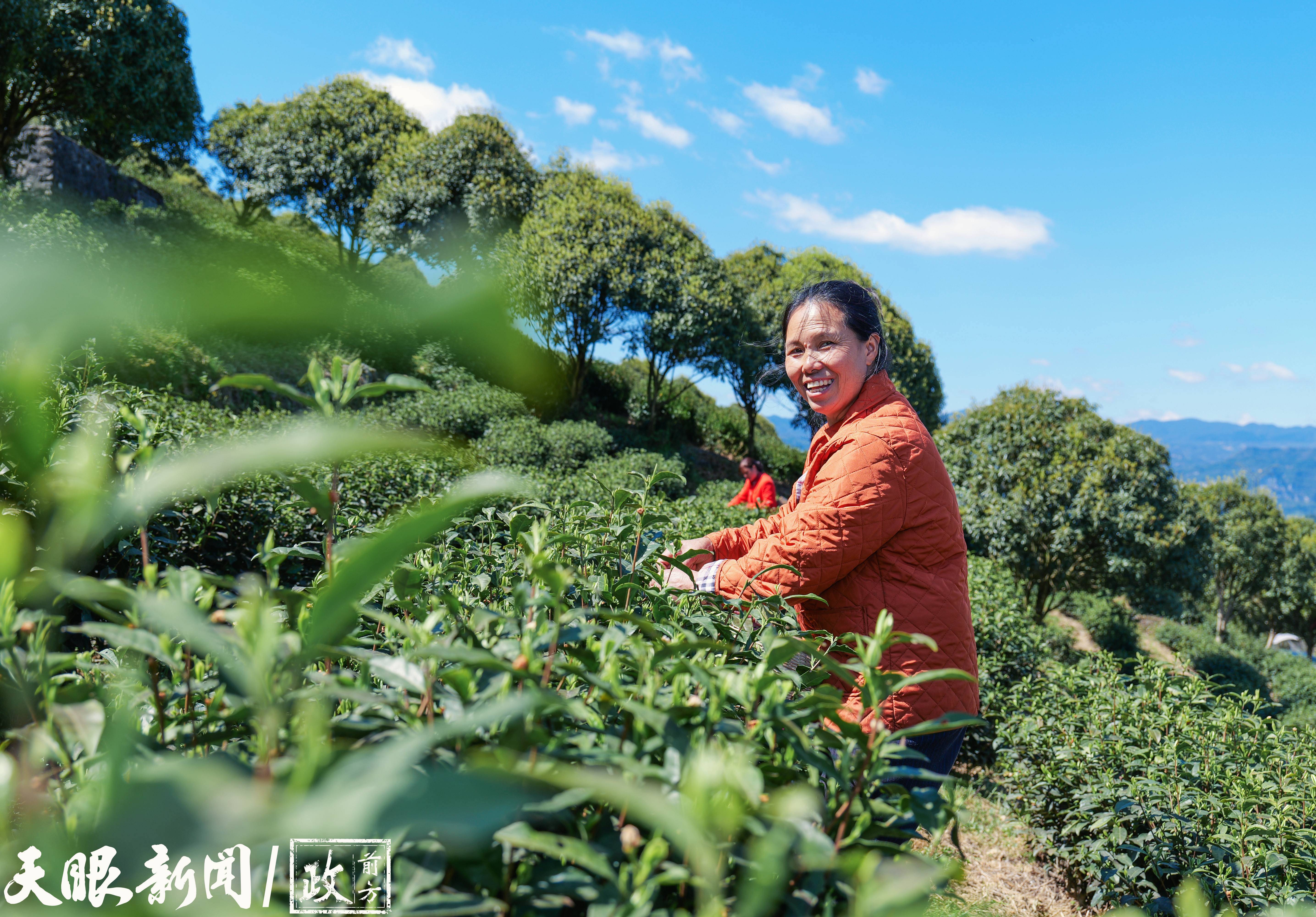 自带奶香的茶!遵义正安这片宝藏茶叶品牌估值超18亿元