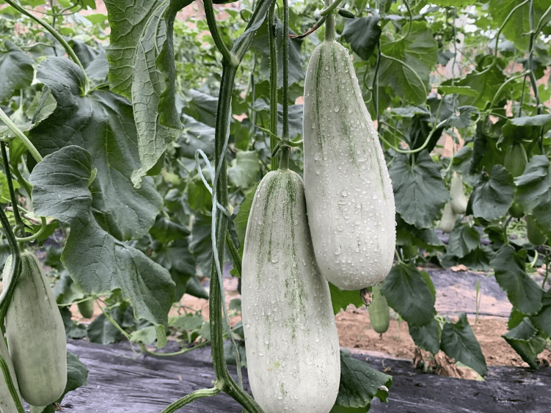 产地食材 ▎博洋61羊角蜜瓜新鲜上市!咬一口香甜流蜜,连籽带瓤都能吃