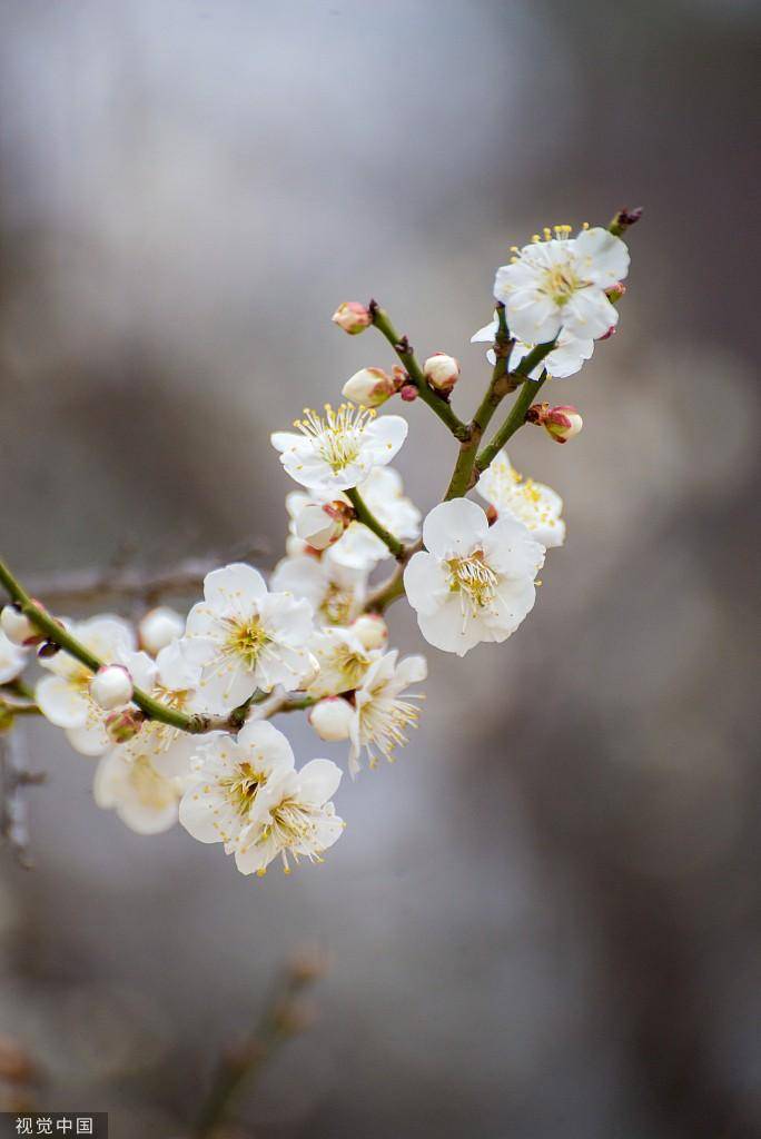 白色梅花的样子图片