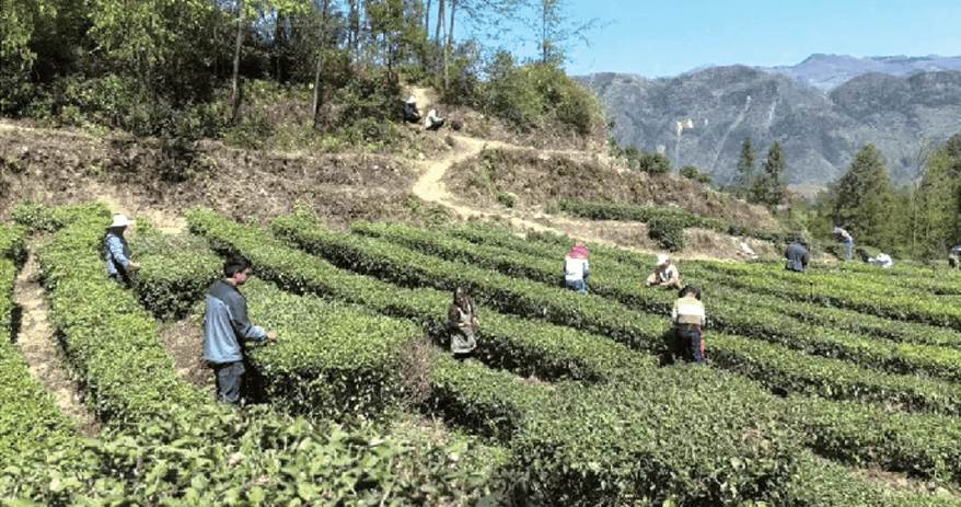 新时代 新征程 新伟业 | 水城区蟠龙镇:春茶飘香促增收_贡村_茶叶