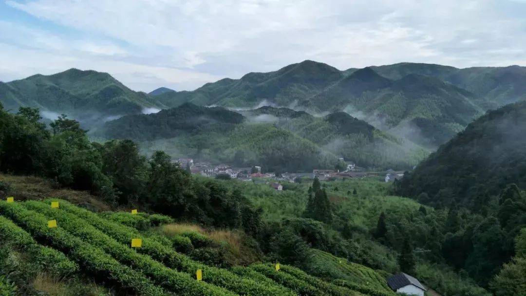 开茶正当时来湖州春游品茶