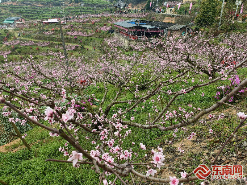 甜美古田迎来桃花节 万亩花海邀您共享春意