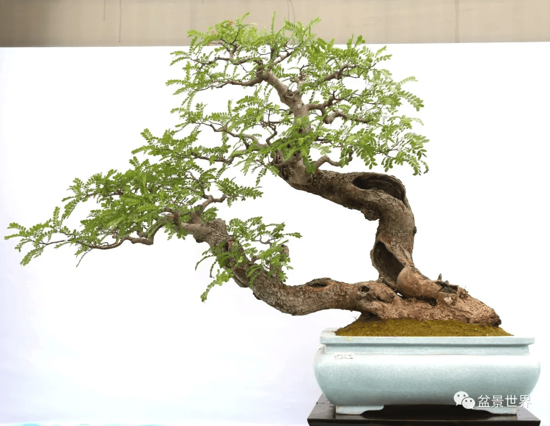 水影横斜_作品_cm_盆景