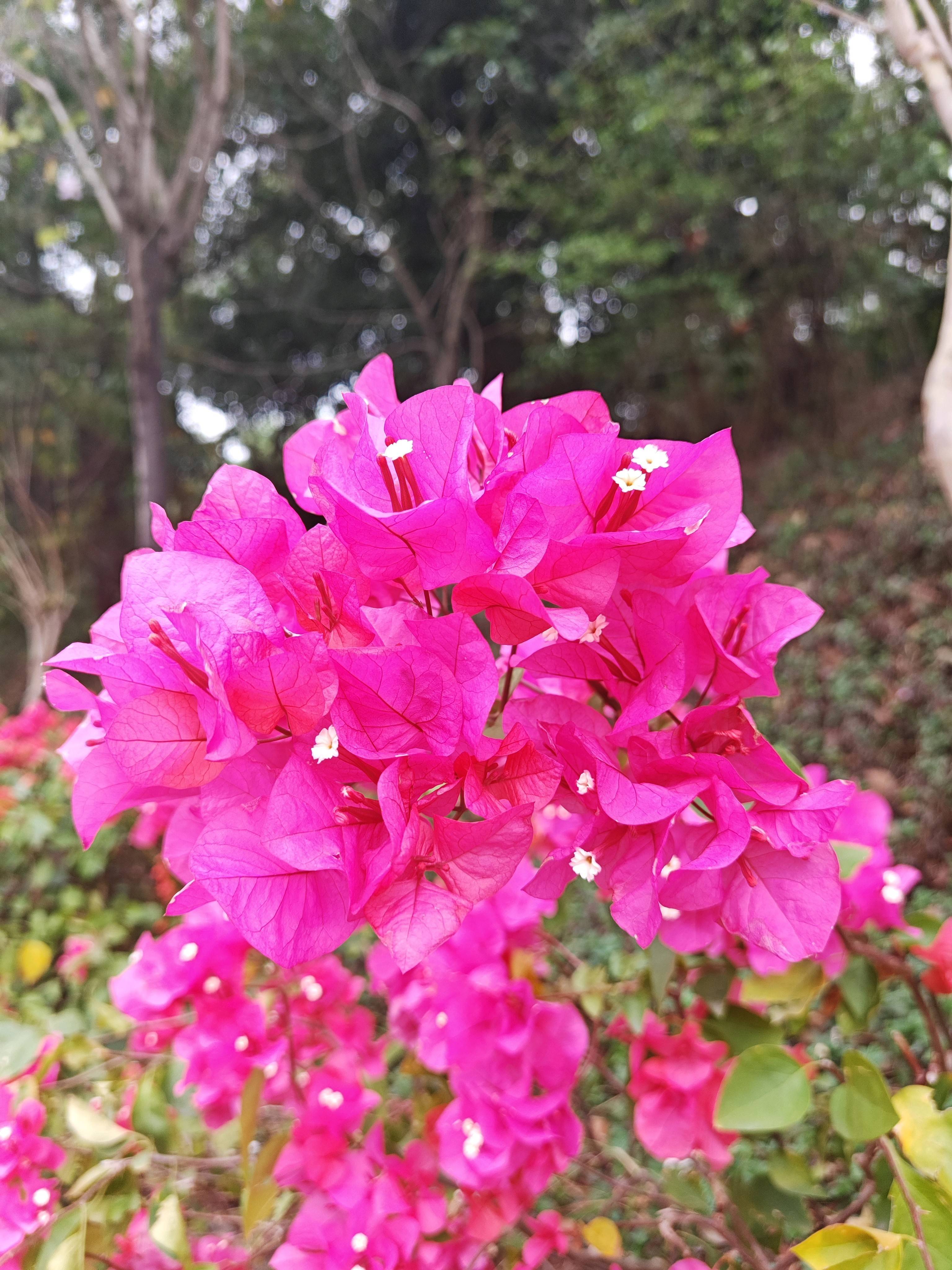 园山眼镜公园邀你来踏春赏花