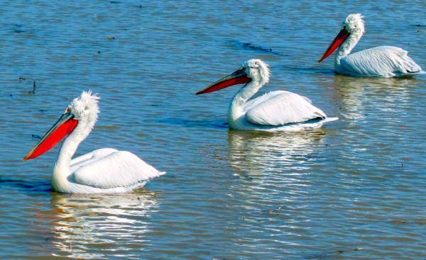 卷羽鹈鹕现身桑干河_湿地_大同_刘通