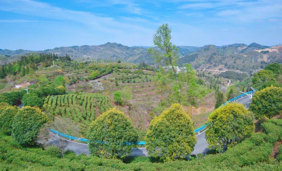 活动报名生态坝羊幸福茶乡欢迎你走进100个美丽乡村第39站紫云坝羊新