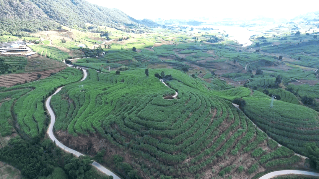 临沧双江科技引领蔗糖产业高质量发展