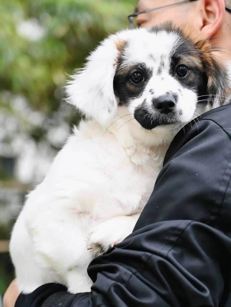 no97线下领养日10只小狗抢先看100组汪汪家庭开派对还有更多好玩等你