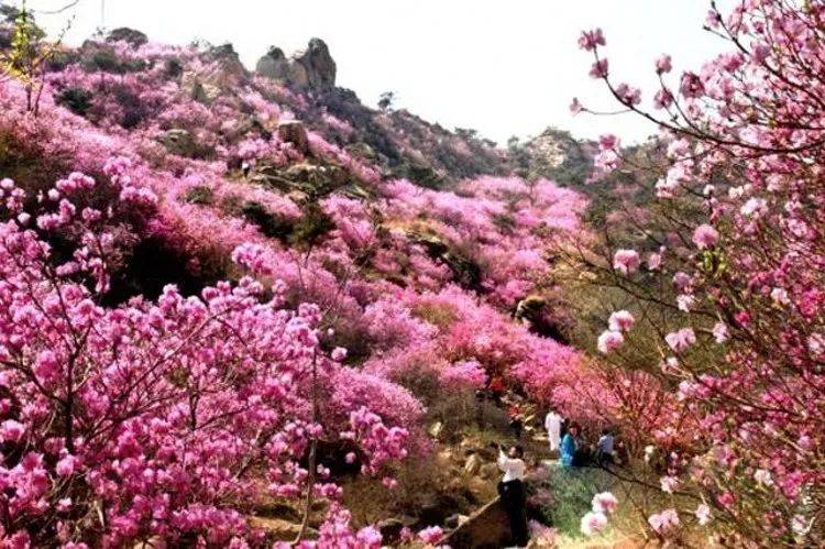【相约大珠山 赏漫山红杜鹃】青岛大珠山 海军公园特惠赏花一日游