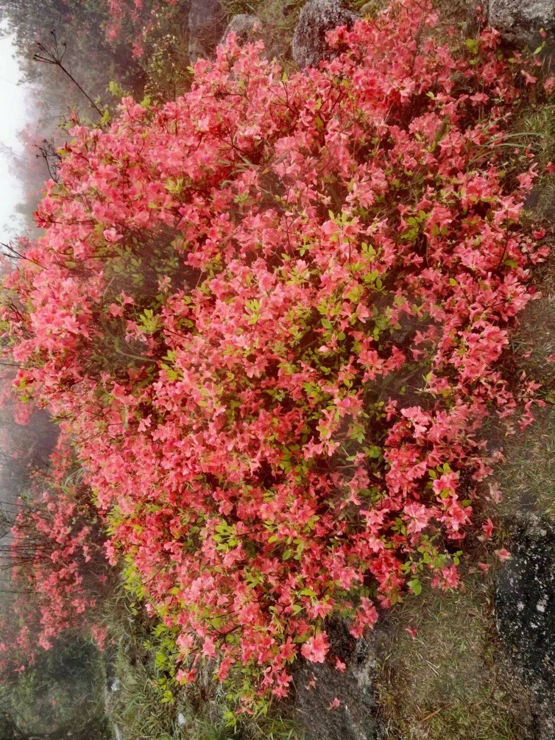 清明踏青特价99高山杜鹃天露山万亩高山杜鹃惊艳绽放赏漫山遍野红杜鹃