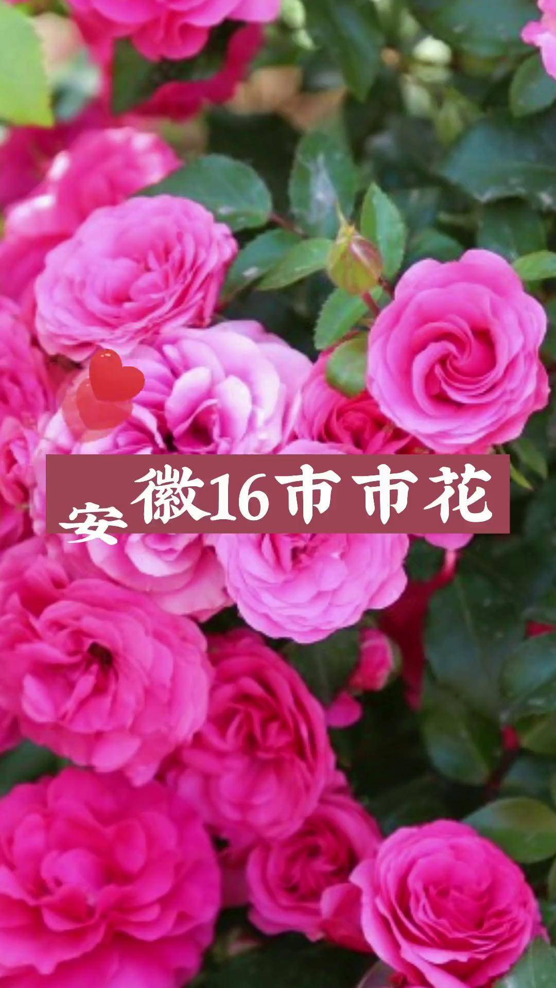 安徽省各市市花图片