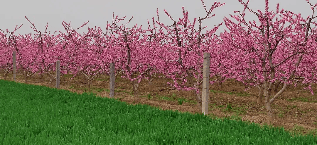 粉海超出片郑州北黄河滩万亩桃花盛开现场图
