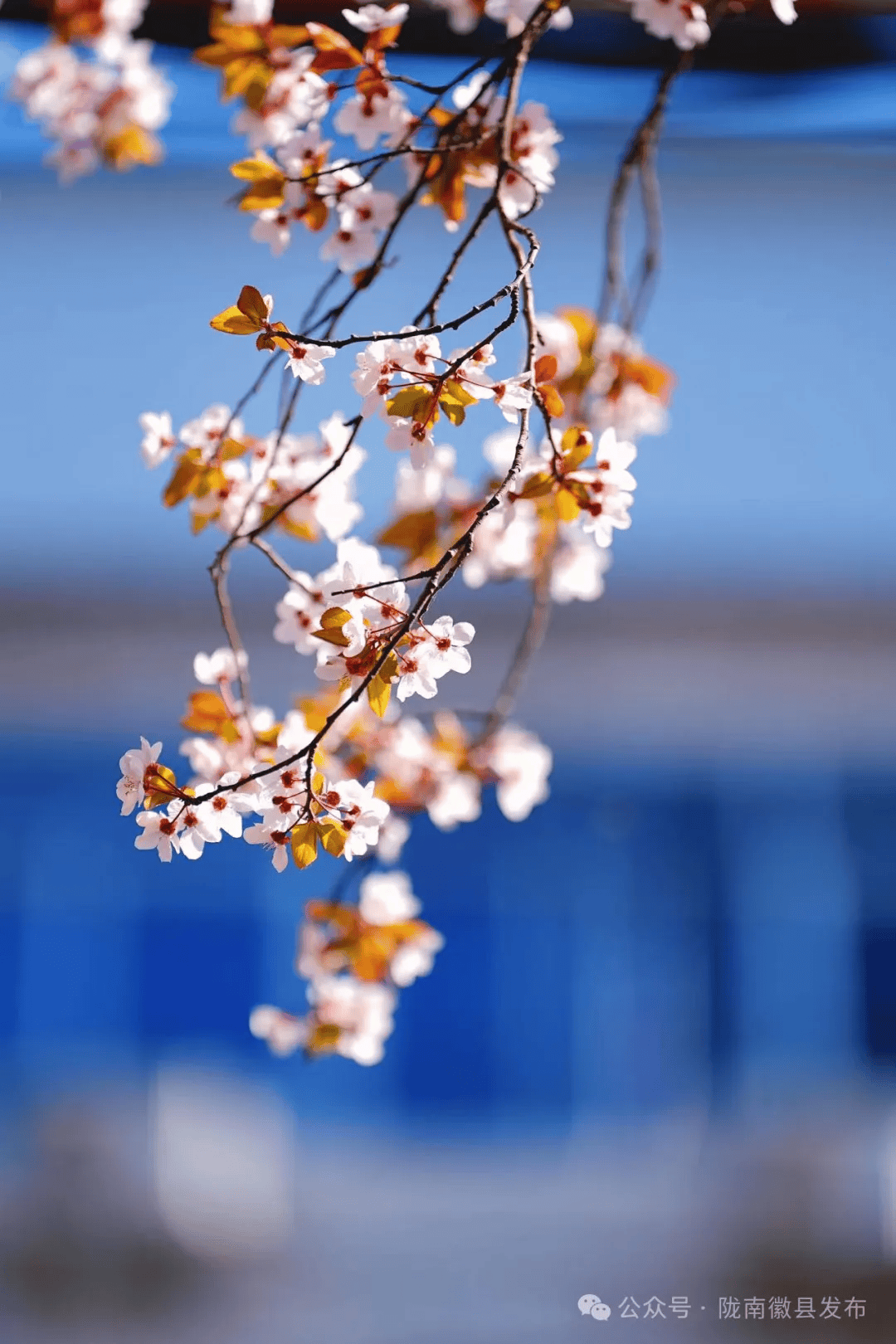 徽县:一路繁花春意浓