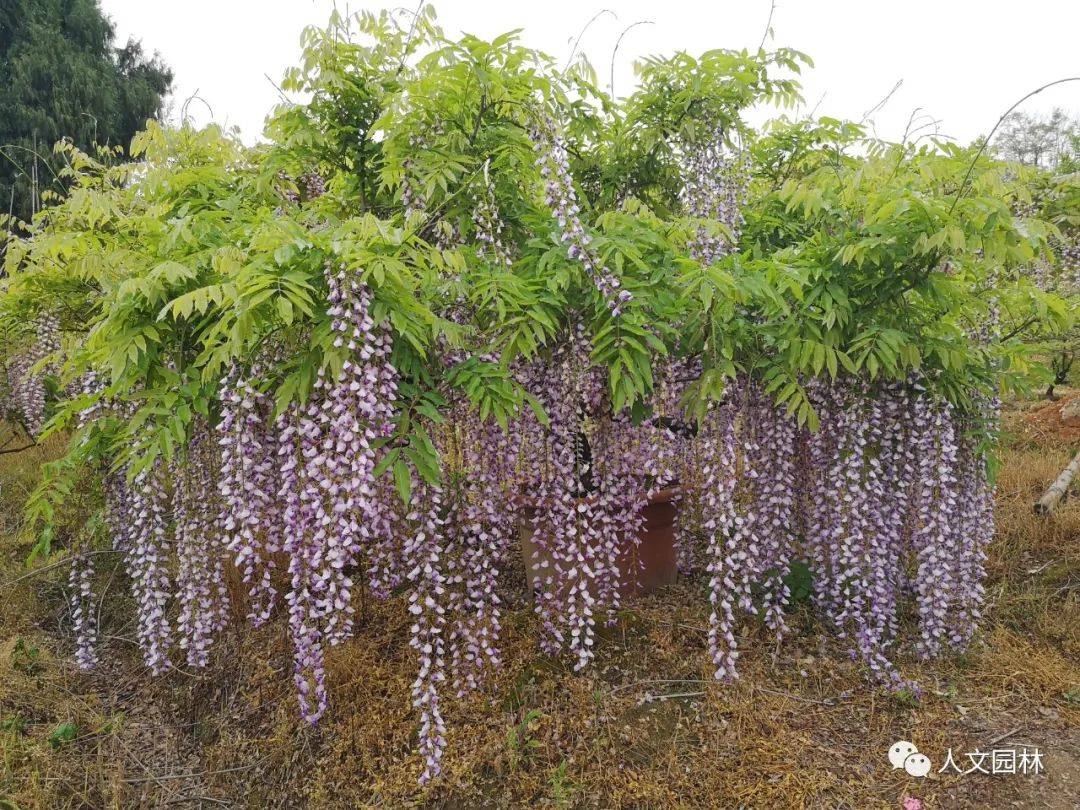 人文花展紫藤品种之九尺藤