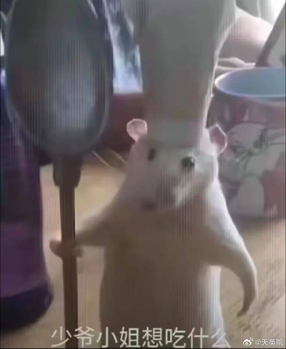 今日最佳智能识别