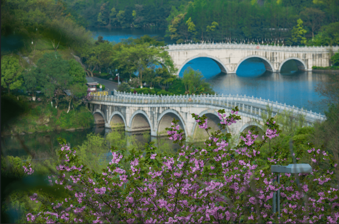 重庆公园里最美的路!3000株晚樱花海,快来打卡~