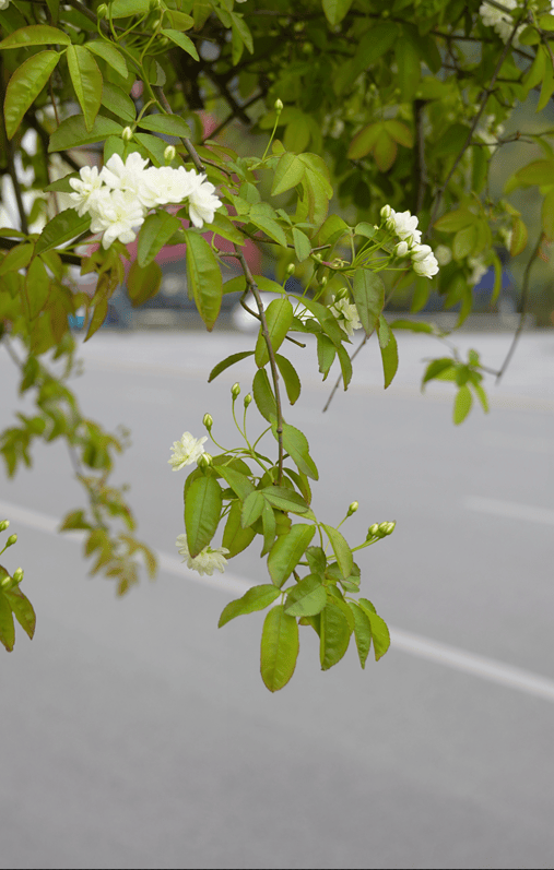 限定款花花上新遂宁七里香打卡宝地在这里