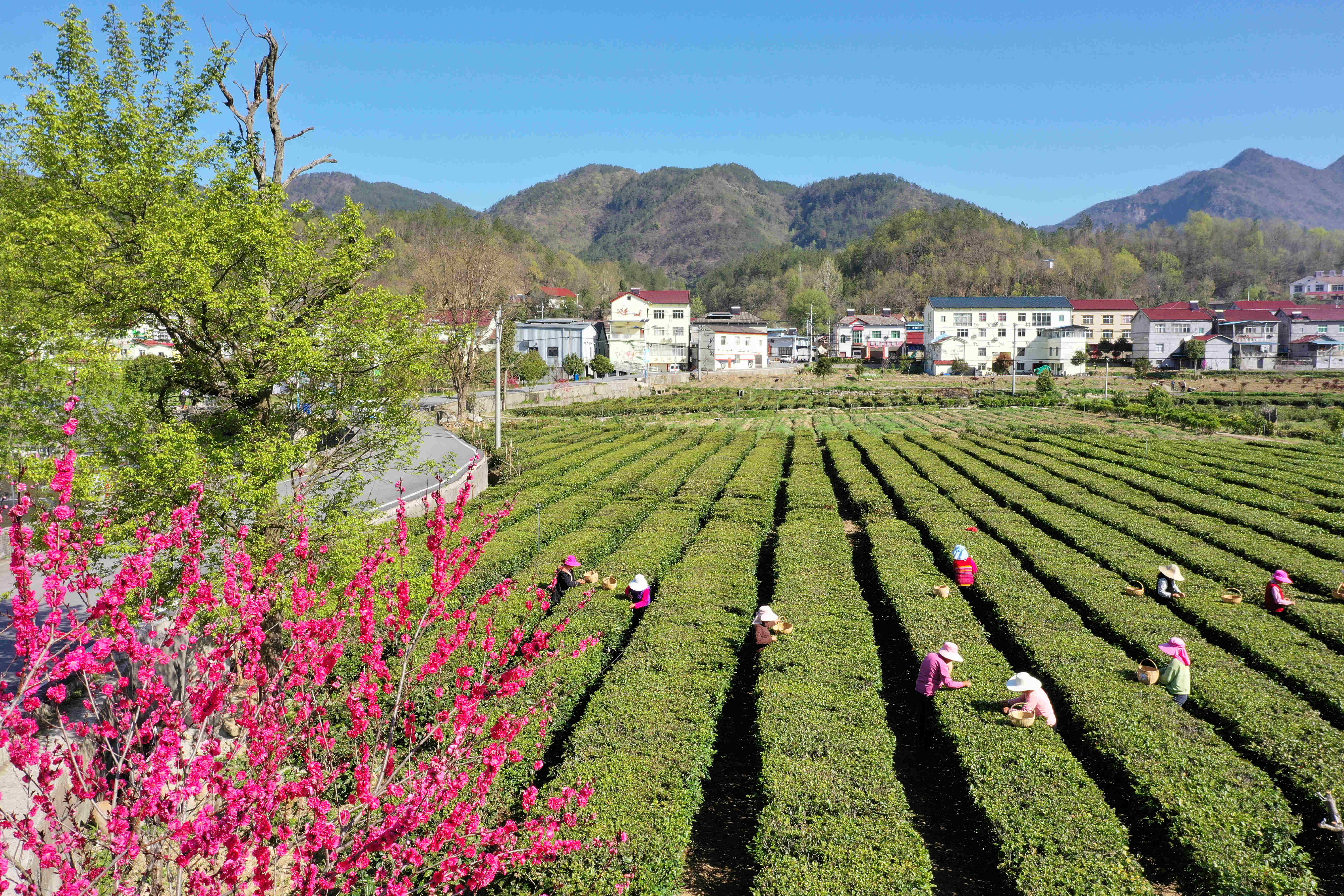 3月29日,茶农在湖北省襄阳市保康县店垭镇格栏坪村茶园采摘春茶(无人