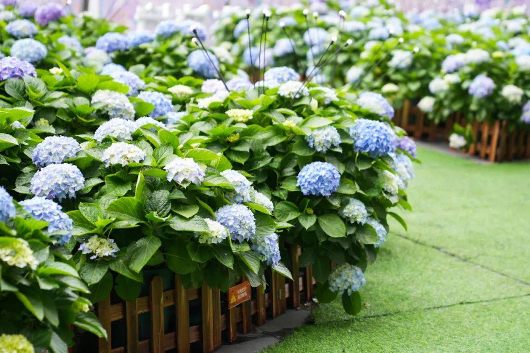 美展花海非遗巡游周末逛不停中山这些商圈太好玩了