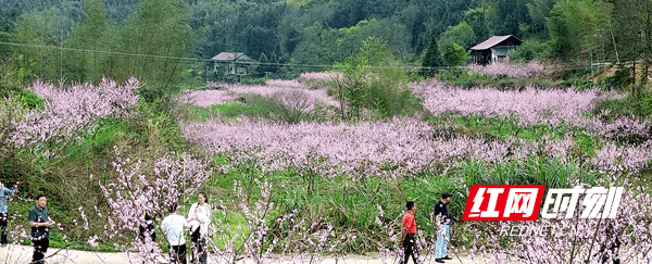 连日来,双牌县推广种植的近2000亩高山黄桃次第花开,吸引不少游客前来