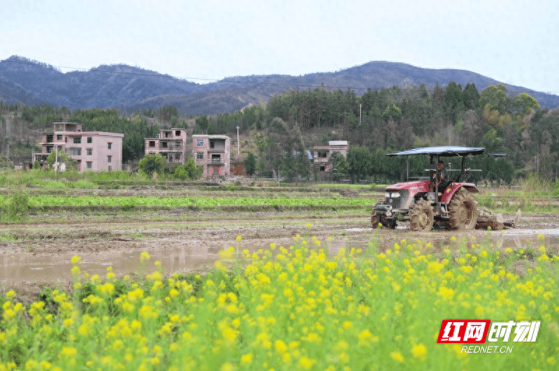 湖南新田:翻耕油菜花田 绿肥助农增收_新田县_永州_土壤