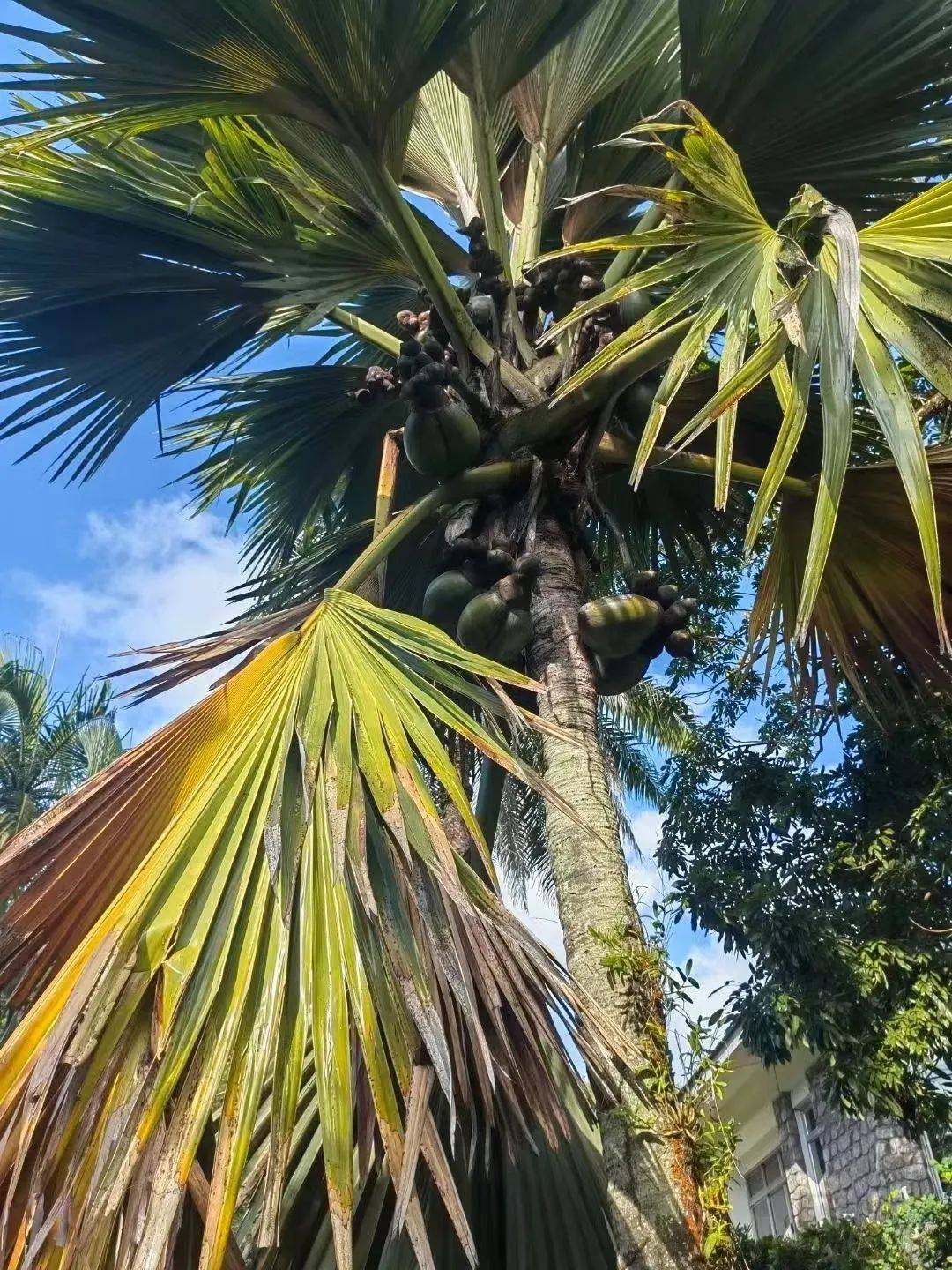 为梦想加冕我与老伴的环球之旅海上仙山塞舌尔