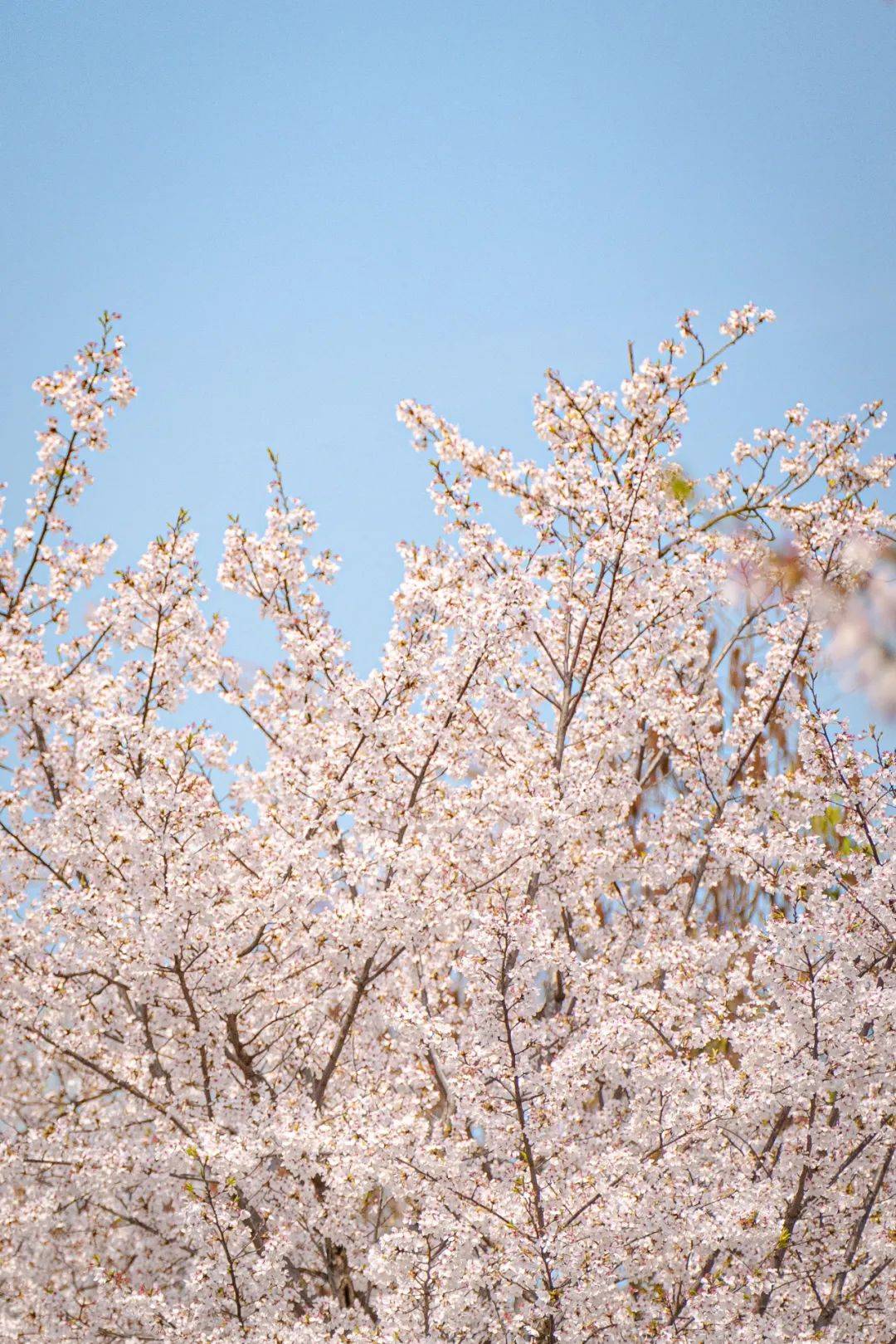 郑重宣布堤角公园是我心中汉口踏春no1