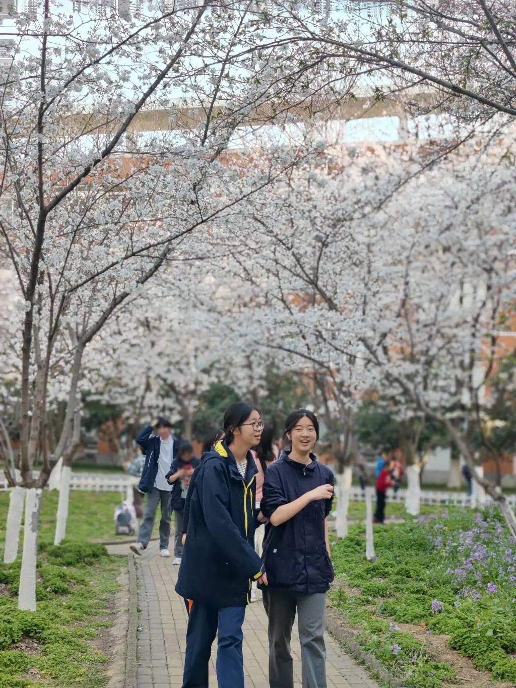 我在南京校园走花路_樱花_小学部_地点