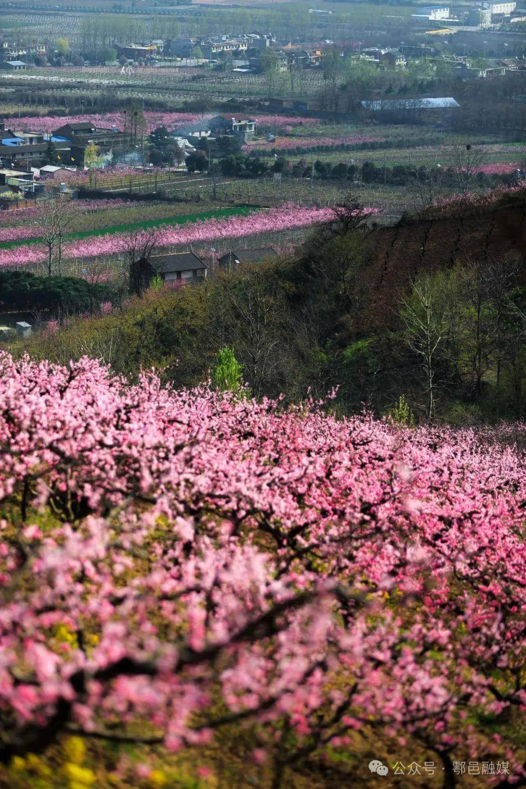 鄠邑柳泉桃花节即将开启与您一起桃醉春天里