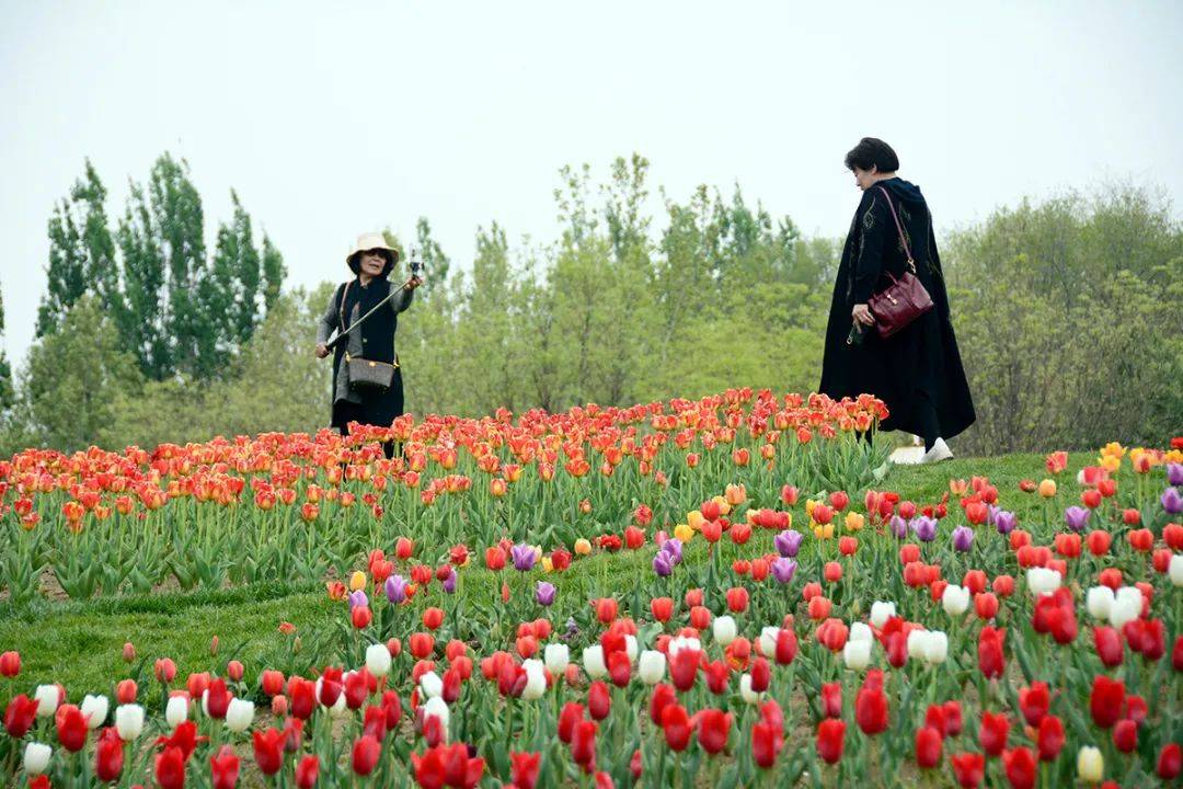 100张福利门票2024北京郁金香文化节北京国际鲜花港展区即将开幕