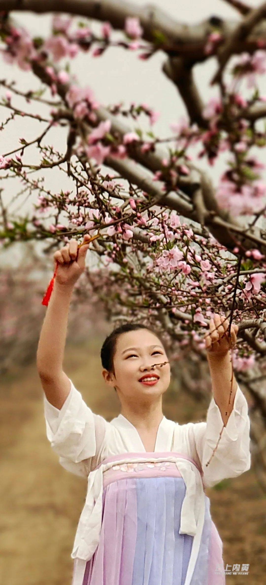 豆公桃花节图片