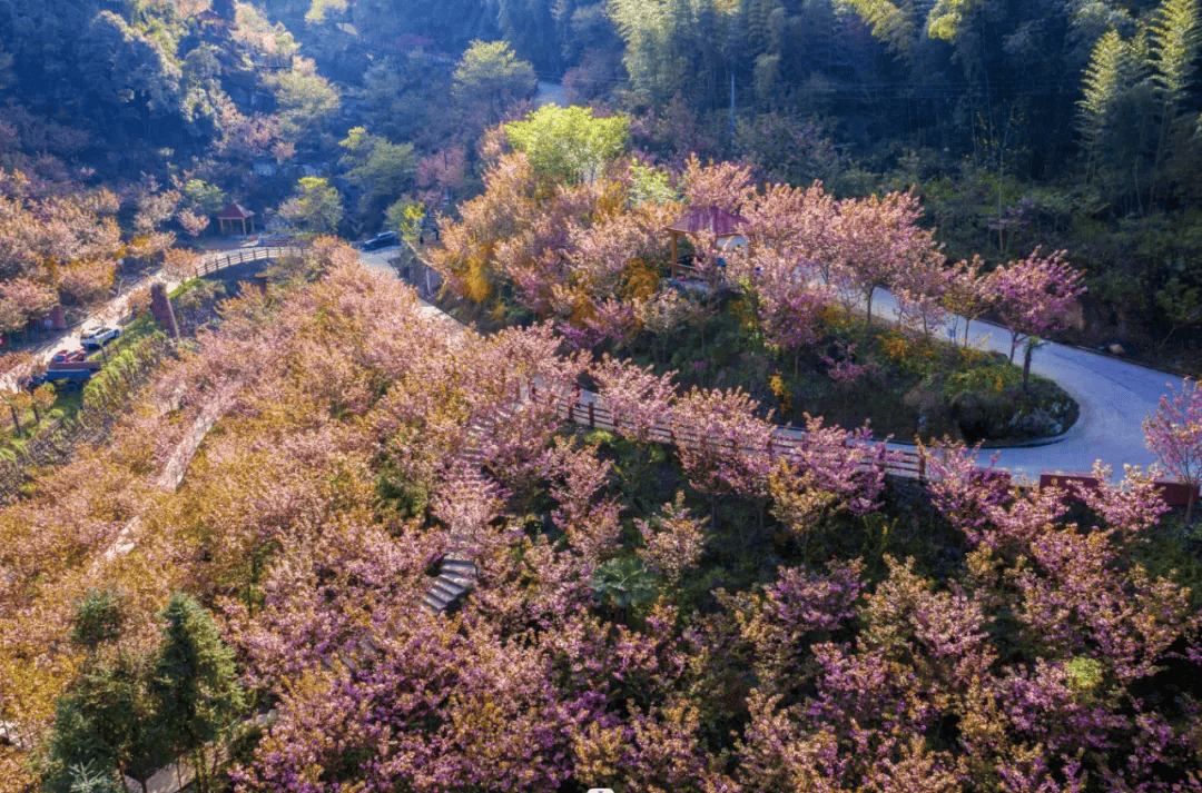 姚家村有个浪漫樱花谷