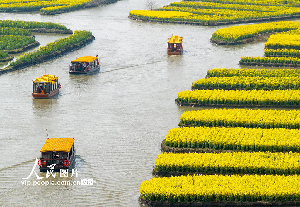 2024年3月29日,江苏省兴化市千垛菜花风景区的油菜花进入盛花期,金
