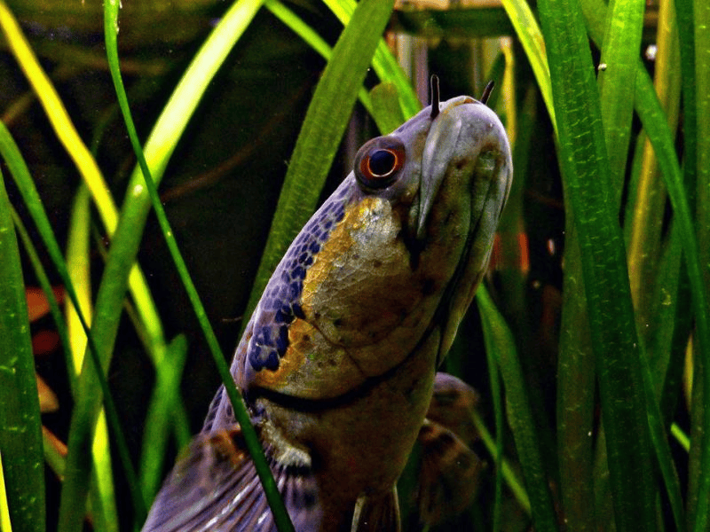 是有非洲副鳢(parachanna africana)这个物种的,被称作香蕉雷龙暗副鳢