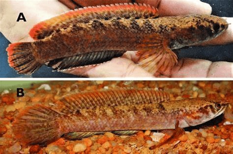 社团科普【龙年特辑·七】雷龙鱼:迷迭之光,囚壑之