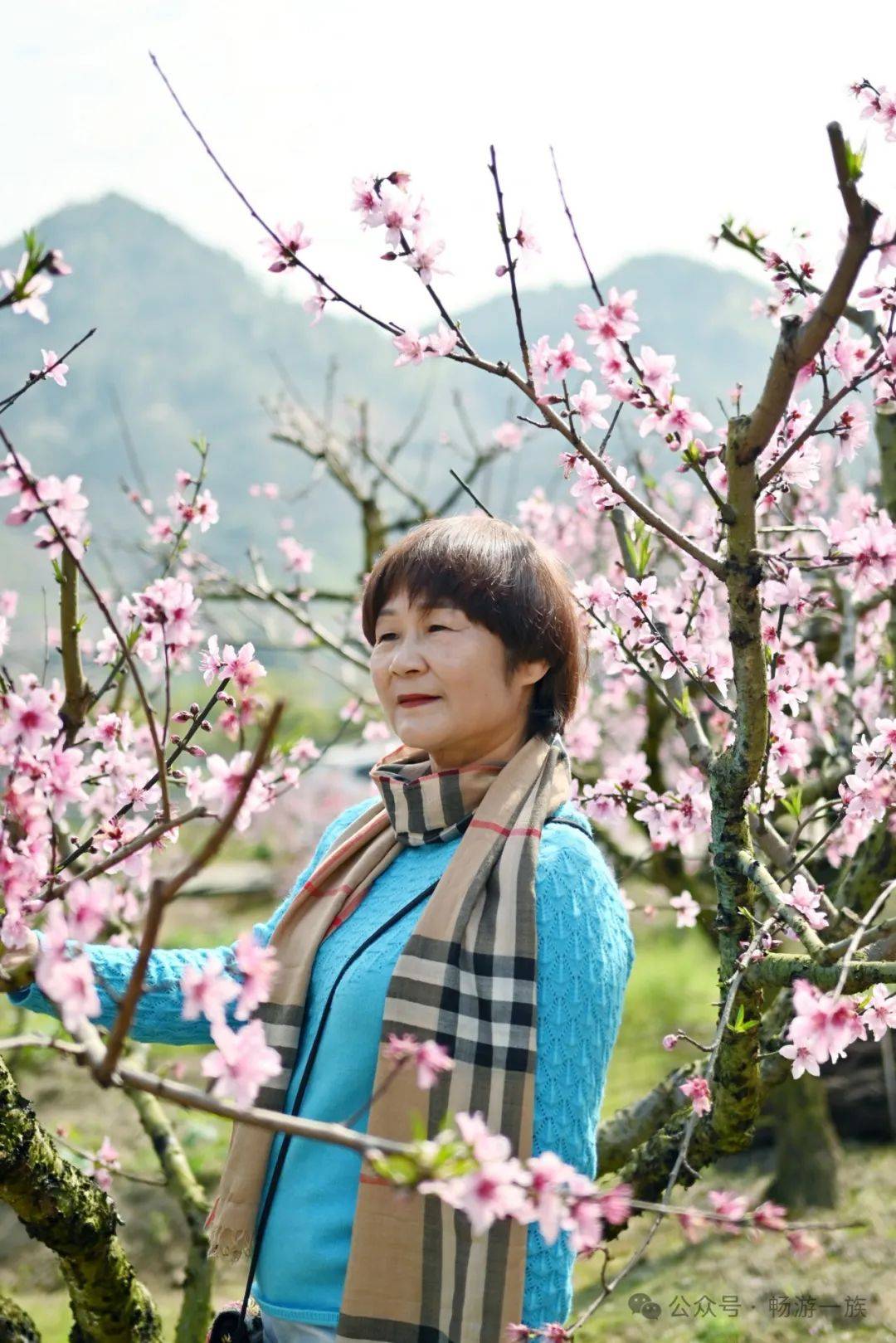 人面桃花相映红桃花依旧笑春风福安虎头村