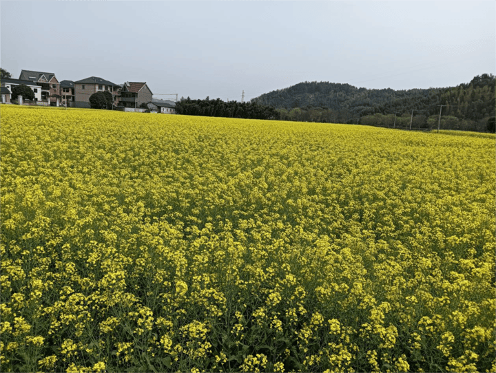富阳胥口镇的春天美翻了看花赏景正当时