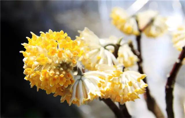 春天带孩子郊游教他认识一下路边常见100种植物吧太全了