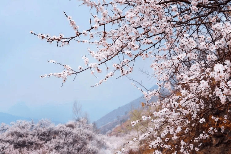 宁夏花儿介绍图片