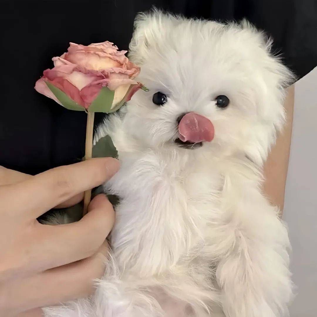 头像你会喜欢的微信头像