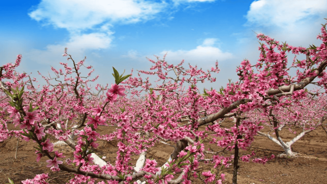 礼泉县美丽乡村赏花游:咸阳市洛峪村桃花观赏区六营村泥塑文化