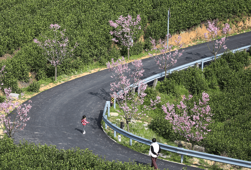 超出片来文成茶园秘境体验别样茶文化