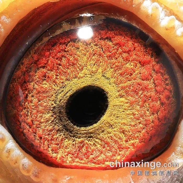 鸽眼高位鸽眼猜冠军十里挑一你选哪只