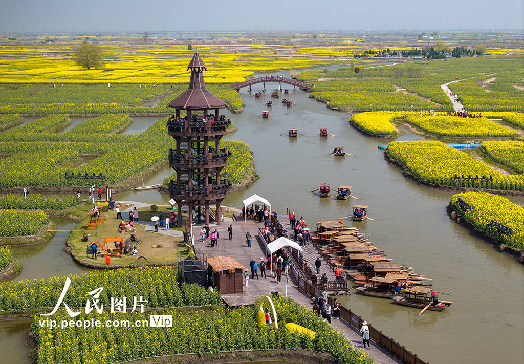 江苏兴化千垛花海醉游人