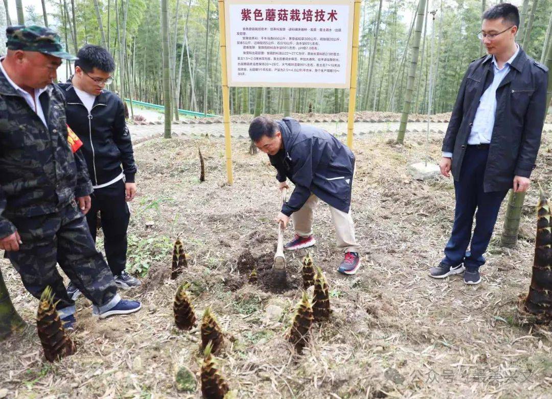 兴文县_春笋_竹笋