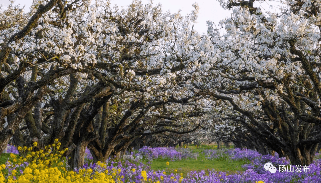最新气象资料分析同时万顷梨园即将迎来盛花期梨花一枝春带雨但是反转