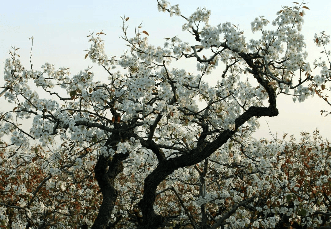 三月上春山: 昌邑首届环博陆山健康跑圆满落幕_梨花_八仙_梨园