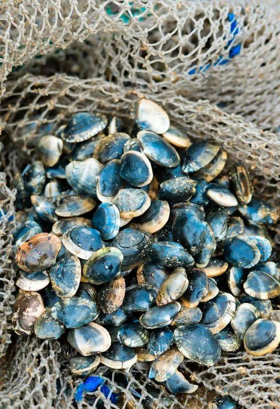 一冬的各类海鲜"蠢蠢欲动"春季的海边可以收获到月亮贝 蛏子 泸沽虾