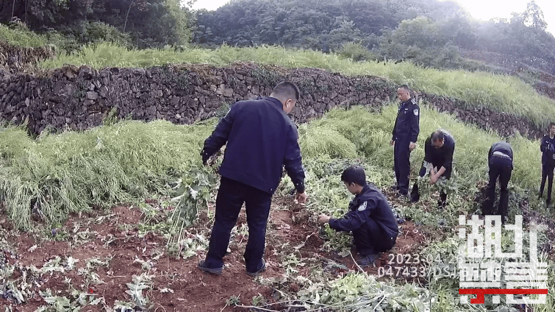 那可汀成分吗啡,可待因经鉴定,其中均检出罂粟种子140克查获罂粟浆膏