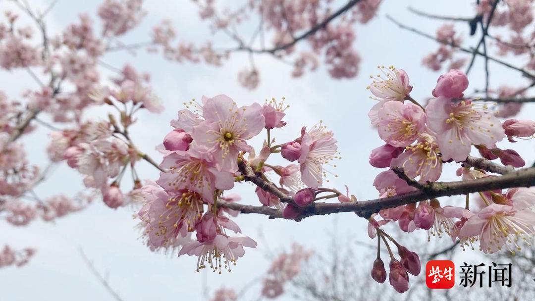 樱桃和樱花图片